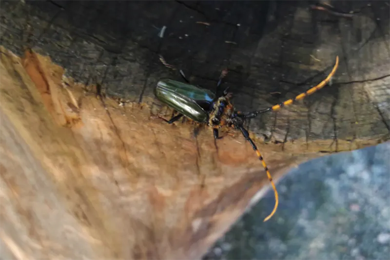 insectos